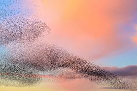Murmure d'étourneaux au coucher du soleil en fin de journée sur Sjoerd van der Wal Photographie