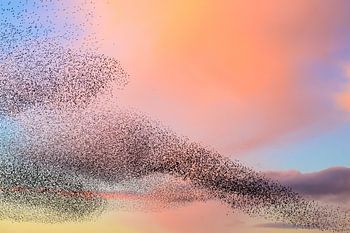 Starling murmuration during sunset at the end of the day