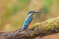 Kingfisher