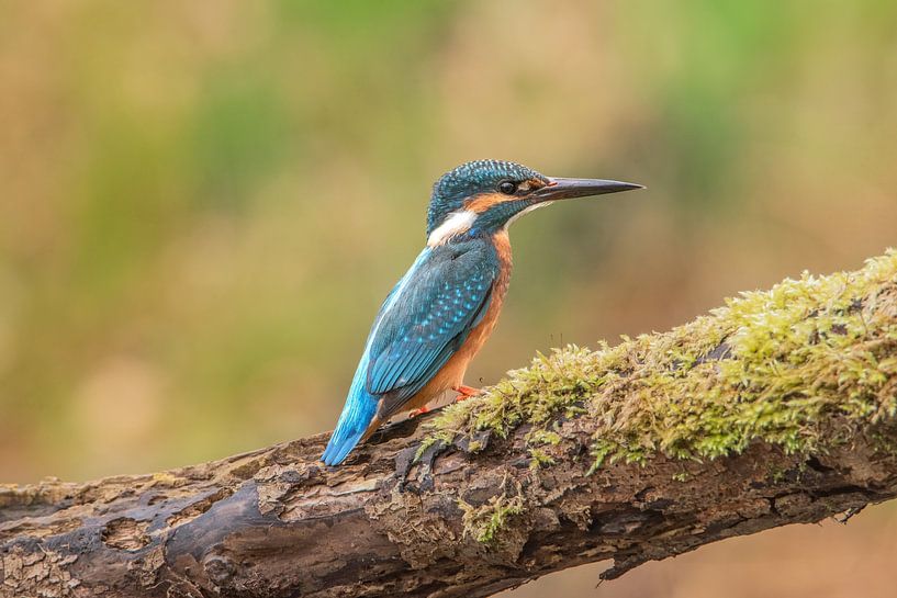 Eisvogel von Rianne Kugel