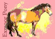Exmoor Pony van Wilfried van Dokkumburg thumbnail
