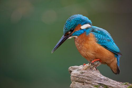 IJsvogel
