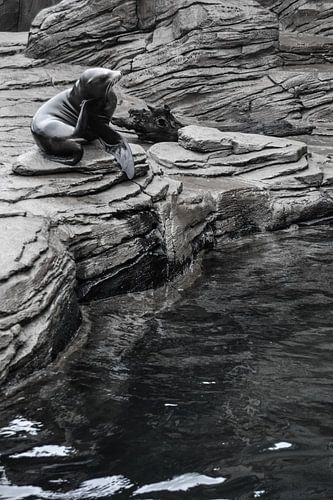 zeehond / Seal / phoque