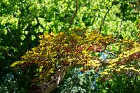 Boomtoppen met groene en gele bladeren