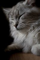 Sleeping Beauty