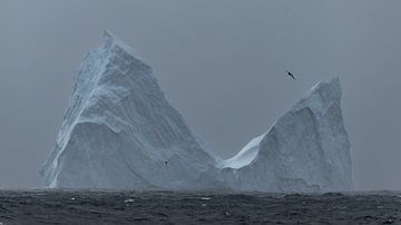 Le géant silencieux du Sud
