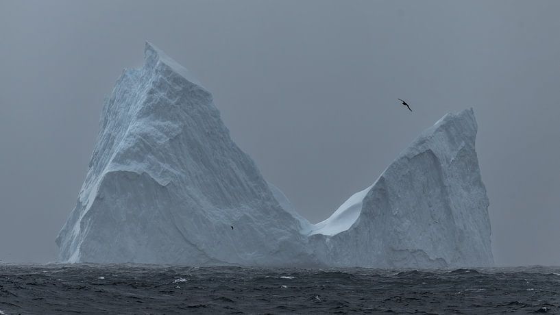 Silent Giant of the South by Koen Hoekemeijer