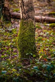 Green base by Anna Koek