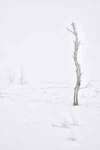 Dead or Alive - Winter in the High Fens by Rolf Schnepp