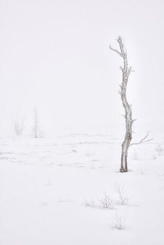 Dead or Alive - Winter in de Hoge Venen