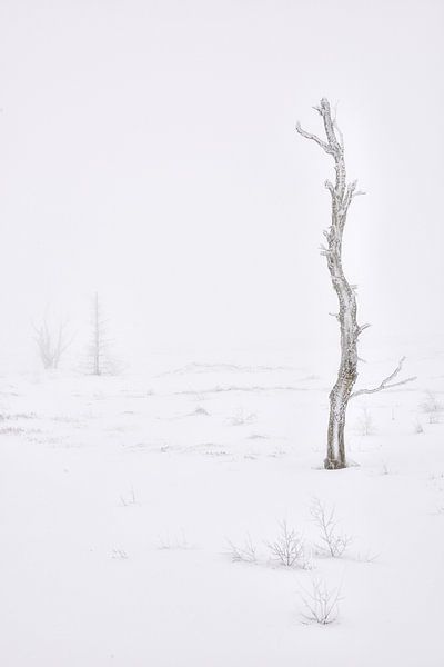 Dead or Alive - Winter in de Hoge Venen van Rolf Schnepp