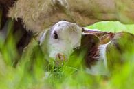 Calf Love by Martin Bergsma thumbnail