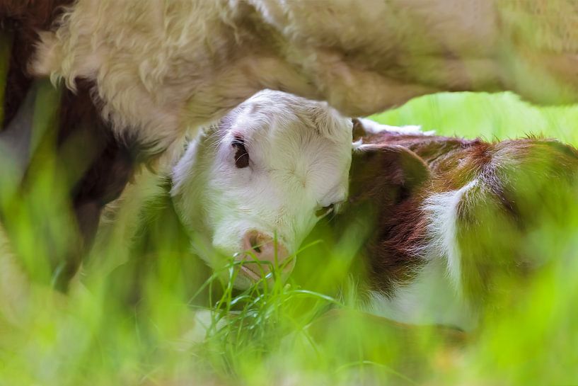 Calf Love by Martin Bergsma