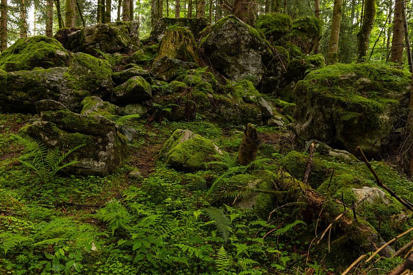 Bos in de Alpen van Alexander Ließ