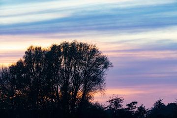 Zonsondergang met pastelkleuren over de bomen tijdens de herfst van Sjoerd van der Wal