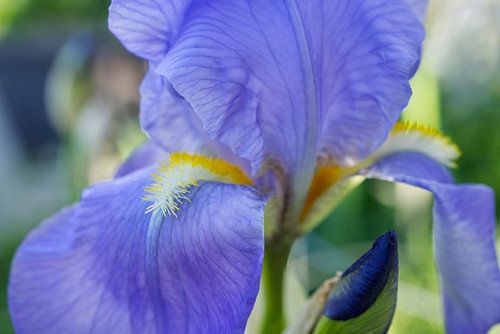 Zachte paarse iris bloem macro