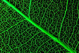 Leaf skeleton by Stephanie Veenstra