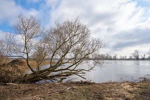Pâturage sur les rives de l'Elbe près de Magdebourg