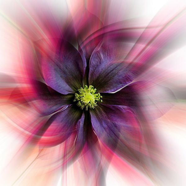 Clematis by Klaartje Majoor