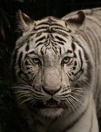 weißer Tiger. von Wouter Van der Zwan