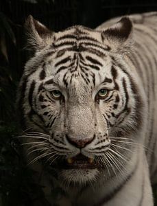 weißer Tiger.