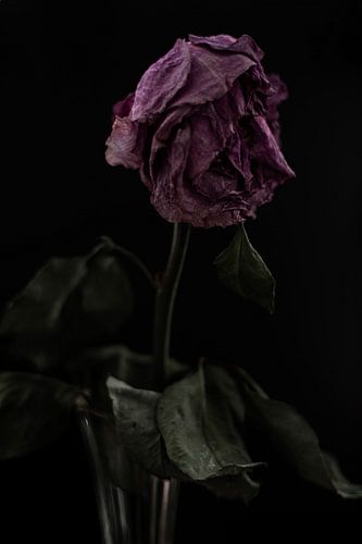 Valentine von Desiree Buchwald