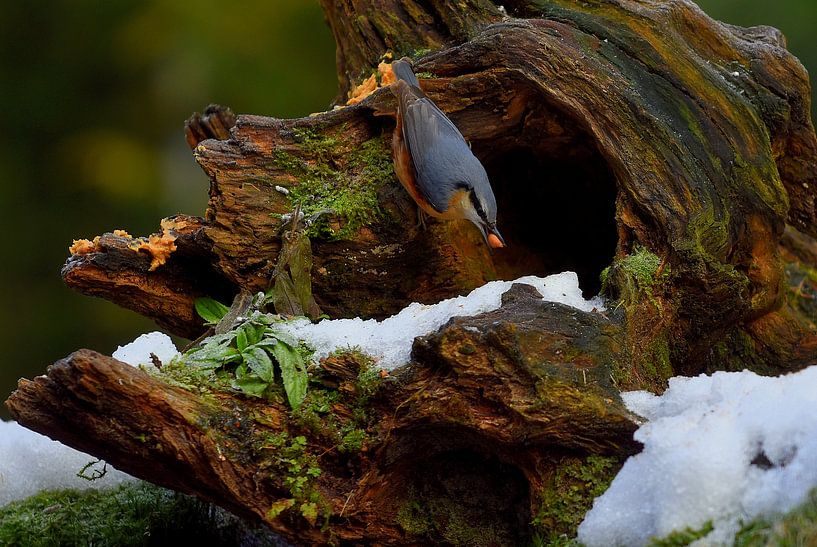 Hebbes! by Patrick Hartog