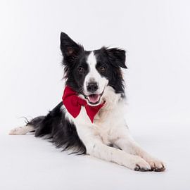 Le border collie Mars est prêt pour Noël sur Wendy de Jong