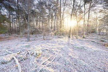 Dwingelderveld - Drenthe (Nederland) van Marcel Kerdijk