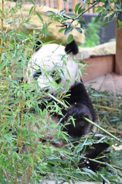 Panda Xing Ya  deel 4 panda bear von Diana Edwards
