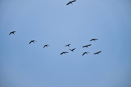 Kraanvogels vliegen in de lucht