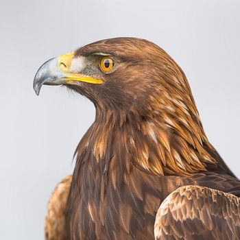 Porträt Steinadler