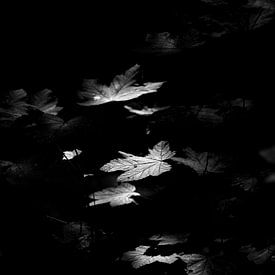 Leaves van Aron Nijs