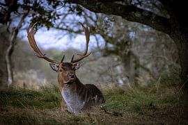 Hirsche in den Dünen von Patricia Van Roosmalen
