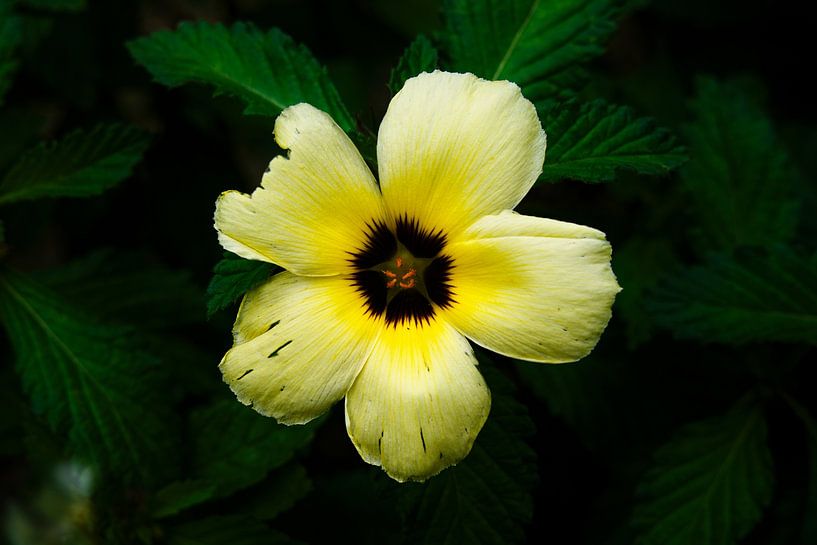 Fleur tropicale jaune et noire, beauté fragile et éclatante par Frank Photos