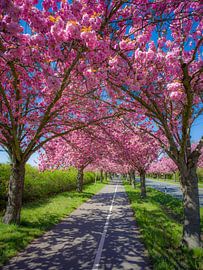 Japanese cherry blossoms in Magdeburg by t.ART