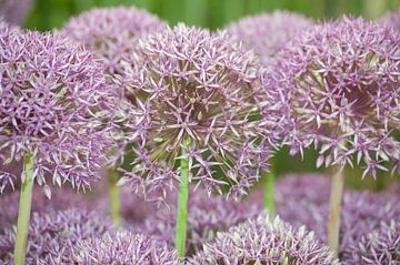 Allium 