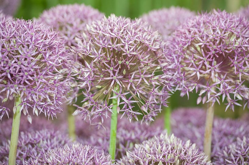 Allium "Jackpot" van Richard Wareham