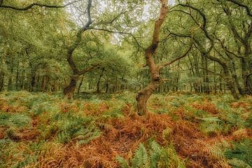 Forêt d'automne sur Moetwil en van Dijk - Fotografie