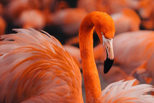 RODE FLAMINGO // exotisch