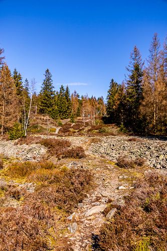 Een lentewandeling door het prachtige Thüringer Woud bij Steinach in het district Sonneberg - Thüringen - Duitsland