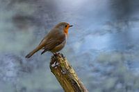 Robin