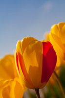 Tulp