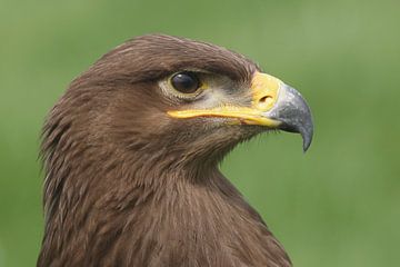 Steppearend (Aquila nipalensis) van Ronald Pol