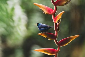 Vogel im botanischen Garten von Quindío von Ronne Vinkx