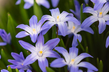 Blaustern im März
