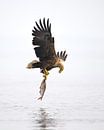 White tailed eagle looks at his caught fish by Martin Bredewold thumbnail