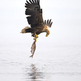 White tailed eagle looks at his caught fish by Martin Bredewold