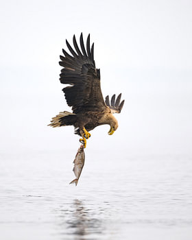 White tailed eagle looks at his caught fish