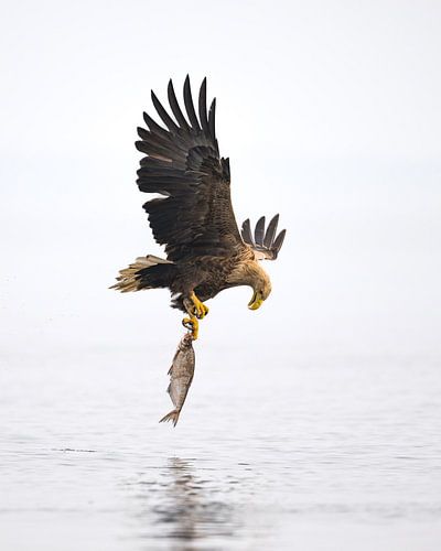 White tailed eagle looks at his caught fish by Martin Bredewold